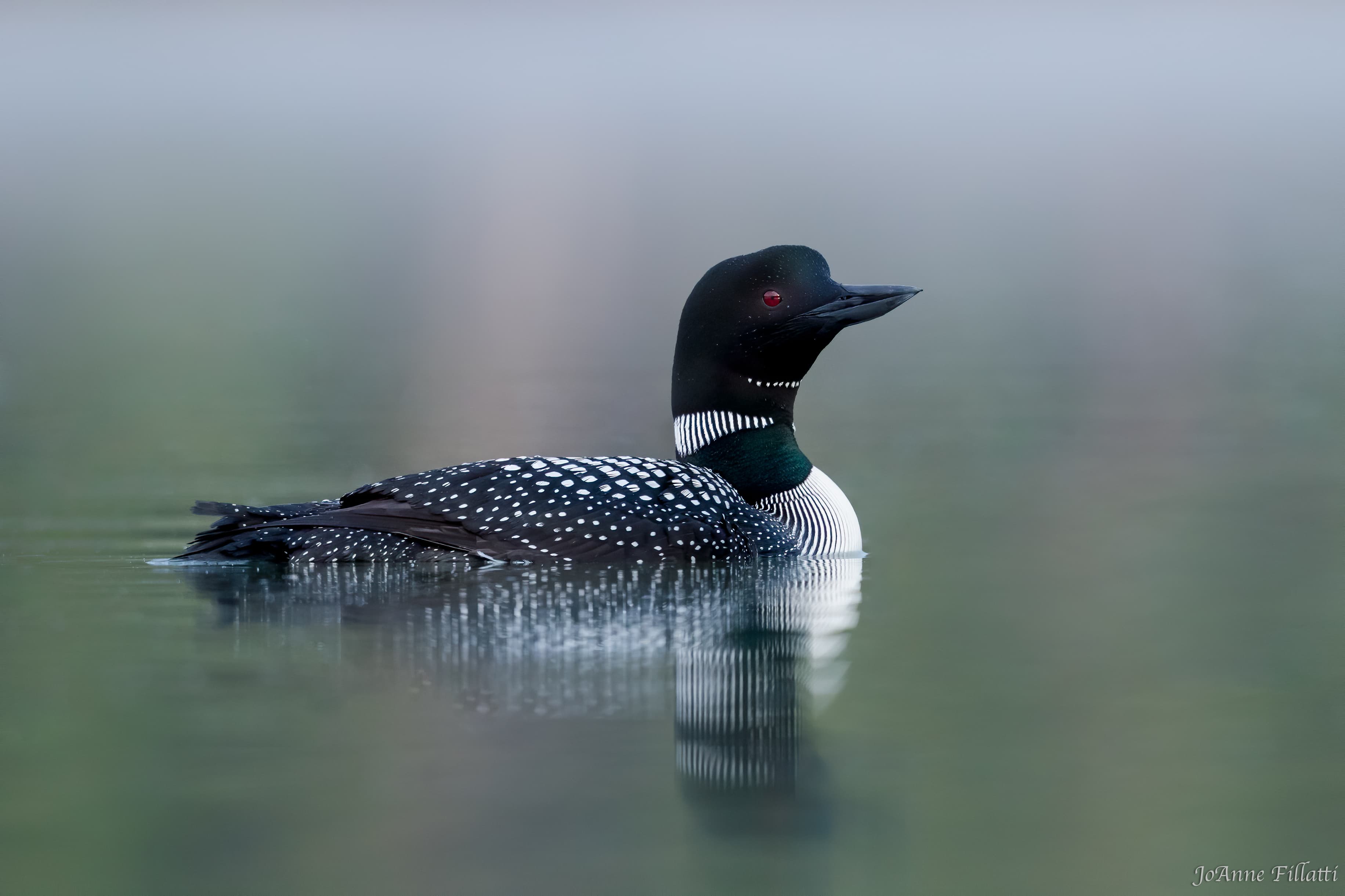 A common loon floating in water